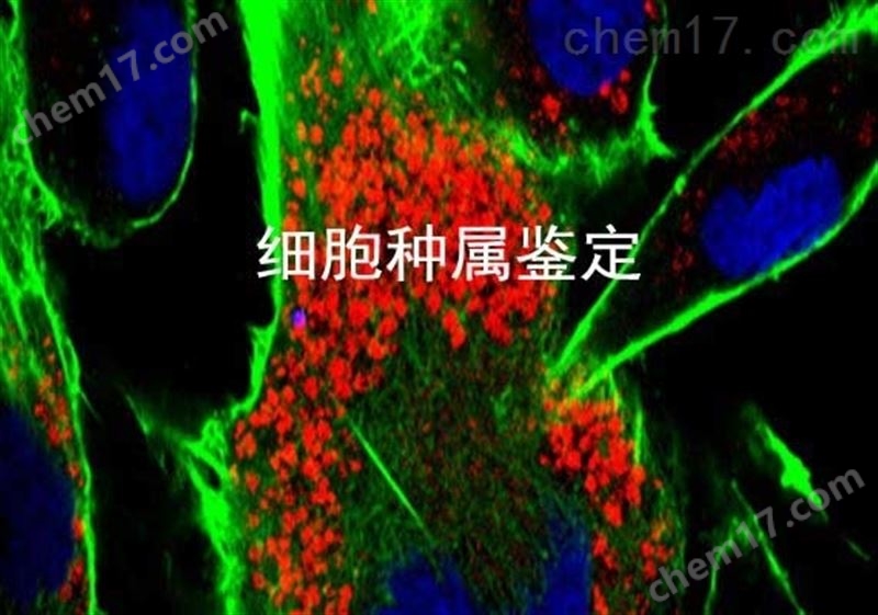 细胞种属鉴定