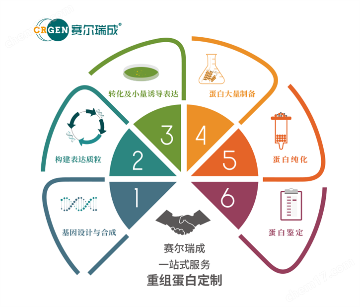 重组蛋白制备