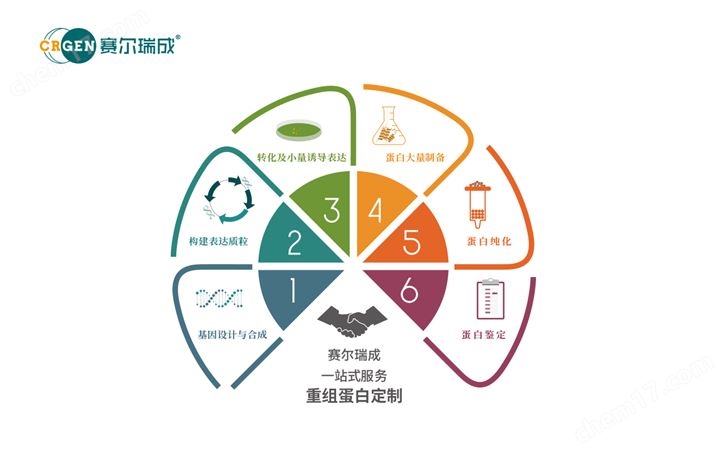 重组蛋白真核表达制备生产服务
