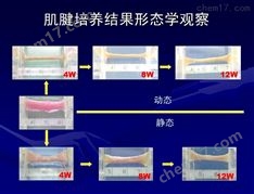 组织工程肌腱-腱鞘生物反应器