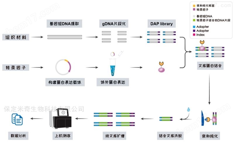 DAP-seq