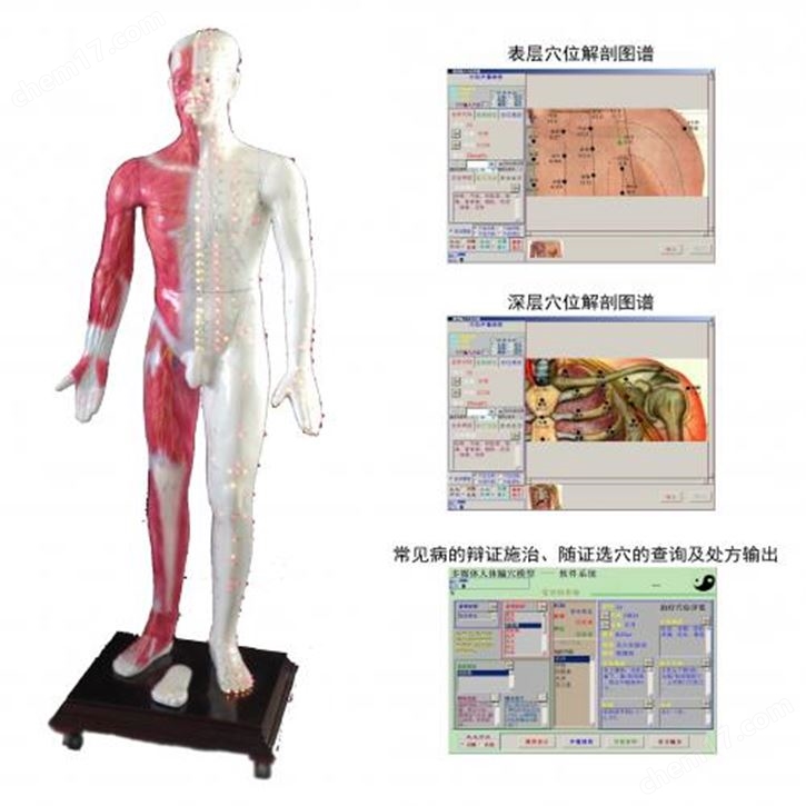 光电感应多媒体人体针灸穴位发光模型