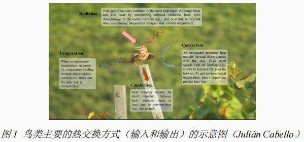 精品视频一区二区三区 鸟类能量代谢生理生态研究案例分享