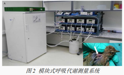 精品视频一区二区三区 鸟类能量代谢生理生态研究案例分享