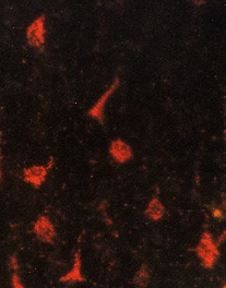 lumafluor——应用于神经科学研究、细胞标记和生物成像领域