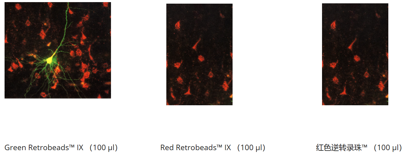lumafluor——应用于神经科学研究、细胞标记和生物成像领域