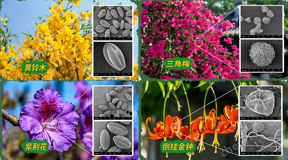 中图国产钨灯丝扫描电镜