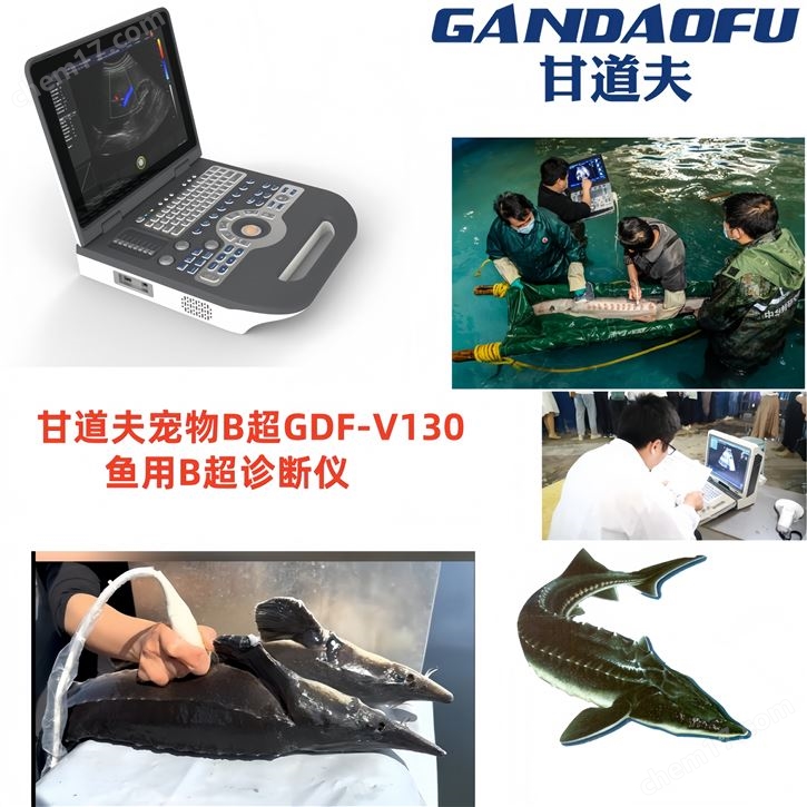 鲟鱼B超价格鱼用B超厂家报价